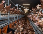 Government plan to relax rules on industrial chicken farms is wrong | Letter