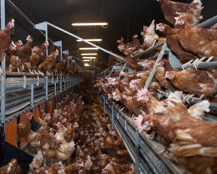 Ammonia pollution hotspots found in areas of UK with most pig and poultry factory farms