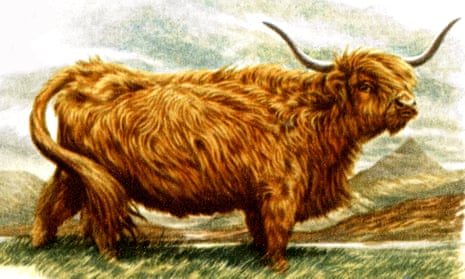 “Among the most common google search terms for highland cows is simply, ‘fluffy cows’.”