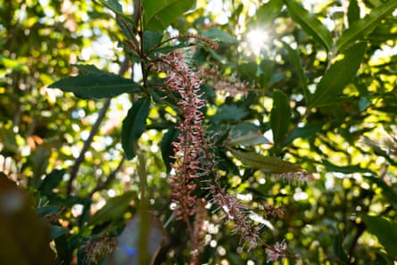 Shot of green foliage with clustered lines of tiny pink flowers on the end of a branch