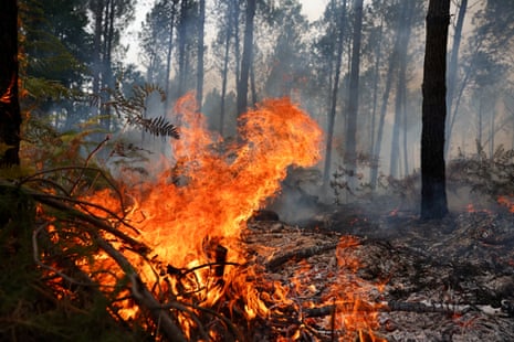 Flames on the ground of a forest.