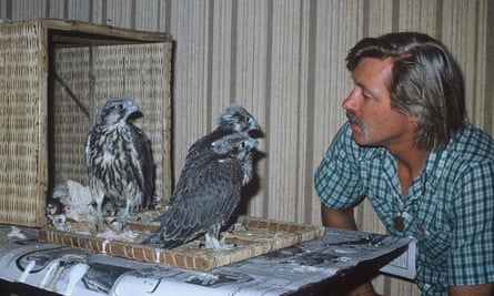 In 1981 Peter Whitehead went to work with a falcon-breeding centre in Saudi Arabia