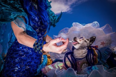 A glamorously attired dog is having medicine given to it via syringe by a handler in a party dress in a photo by Mark Zilberman