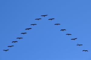 Guindastes (Grus grus) voam em forma de V acima do Parque Nacional Hortobágy no nordeste da Hungria
