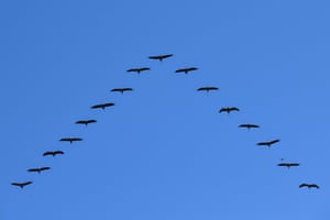 Guindastes (Grus grus) voam em forma de V acima do Parque Nacional Hortobágy no nordeste da Hungria