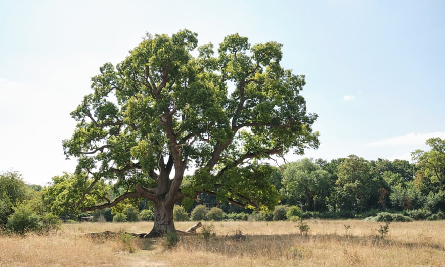 Oak tree in meadow