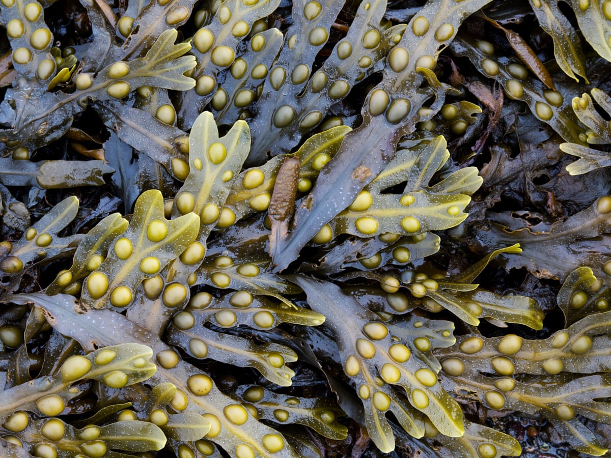 Want To Boost Your Soil Get Some Seaweed Gardening Advice The Guardian