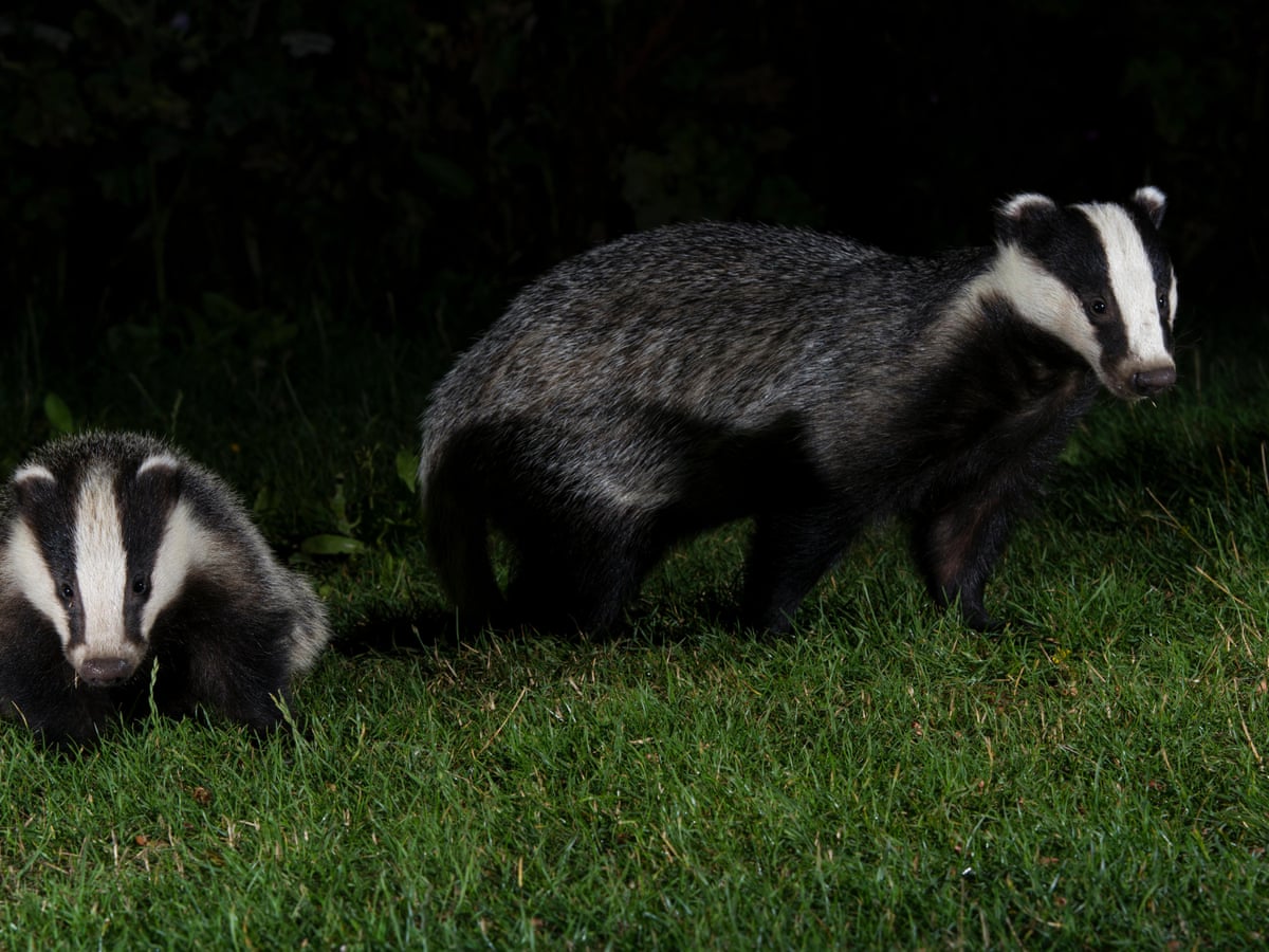 New Mass Badger Culls To Be Banned After 2022 Says Minister Badgers The Guardian Badgers 2022 Schedule