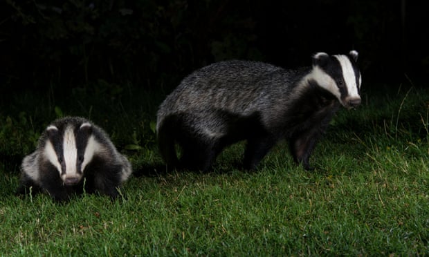 POLL: Should the UK Government abandon its failed, large-scale badger culling? POLL: Should the UK Government abandon its failed, large-scale badger culling?