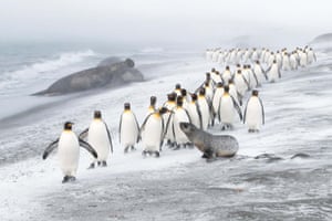 Birds category winner: Penguin defence. A column of king penguins in St Andrews Bay