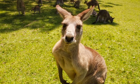 Nike and Puma flouting California ban on selling kangaroo leather goods, animal rights group claims | Australia news | The