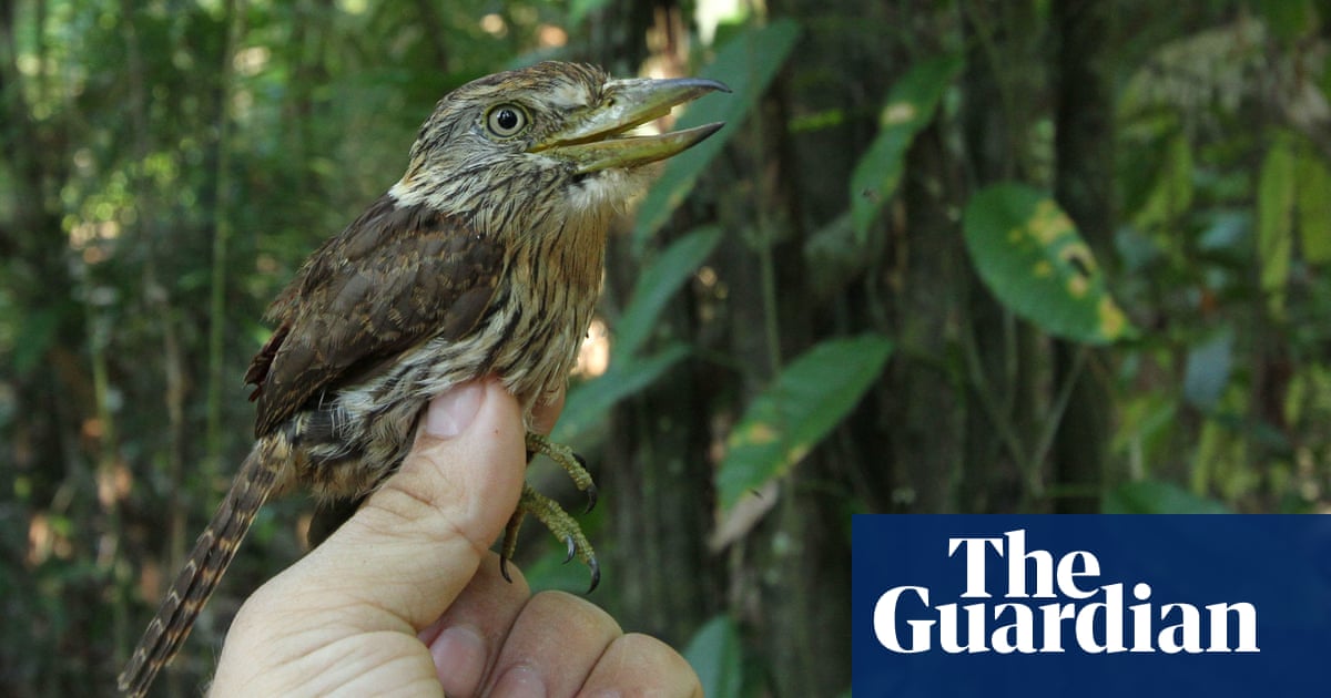 Up To 381 New Species Discovered In The Amazon In Pictures Environment The Guardian Up To 381 New Species Discovered In The Amazon In Pictures Environment The Guardian
