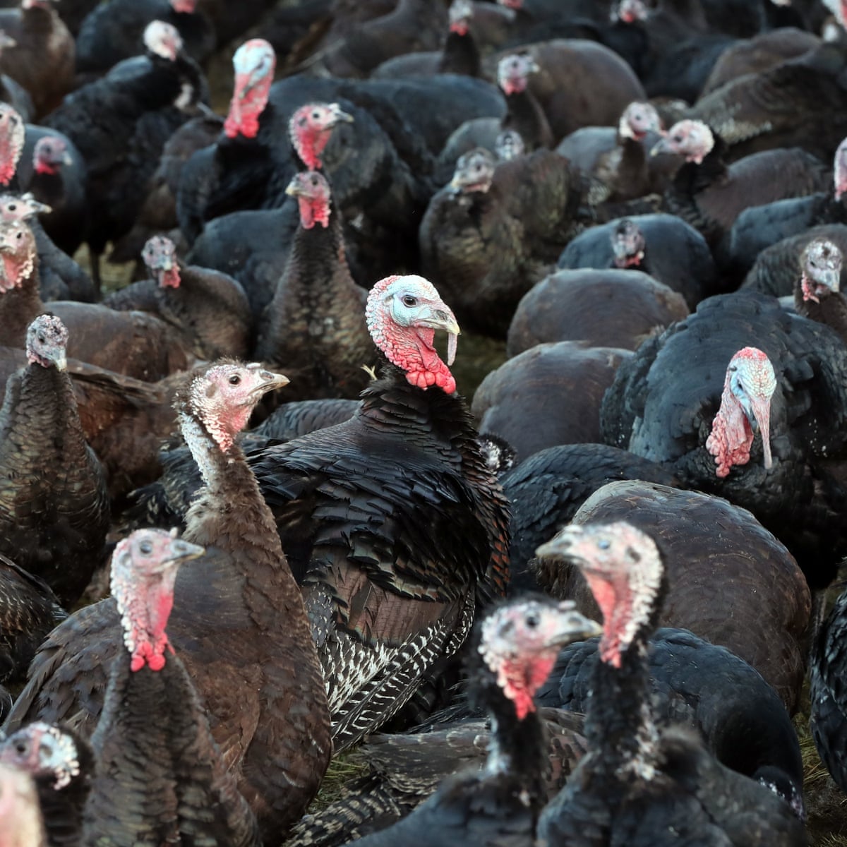 Who On Christmas 2021 Bird Flu 10 000 Turkeys To Be Culled After Yorkshire Bird Flu Outbreak Bird Flu The Guardian Who On Christmas 2021 Bird Flu 10 000 Turkeys To Be Culled After Yorkshire Bird Flu Outbreak Bird Flu The Guardian