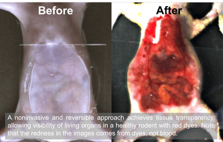 Before and after images of the use of the dye on a rodent. In the second image the internal images can be seen in red.