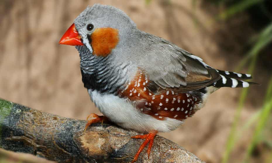 The technology can be applied to the zebra finch to recognise individual birds.
