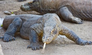 أروع الأماكن في أندونيسيا بلد الفيلة والكنغر وأشجار التنين والشعاب المرجانية أروع الأماكن في أندونيسيا بلد الفيلة والكنغر وأشجار التنين والشعاب المرجانية