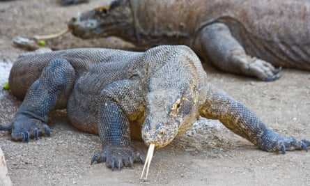 Komodo dragon