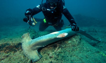 A finned hammerhead shark is discovered in the Pacific Ocean.