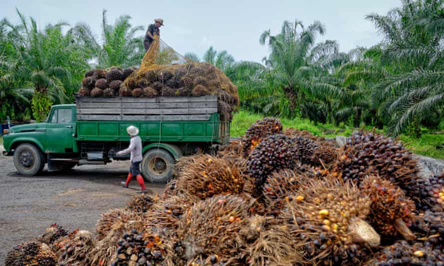 Plantation workers prepare to unload bunches of freshly harvested oil palm fruits at a collection point