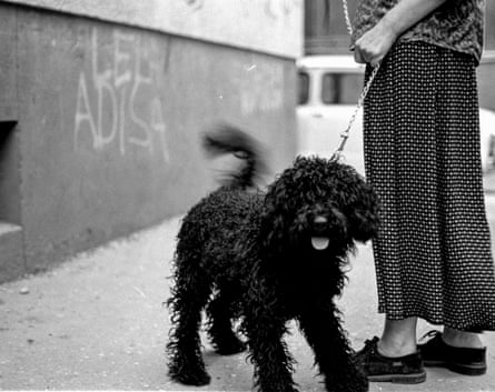 Dog in Sarajevo, August 1997.