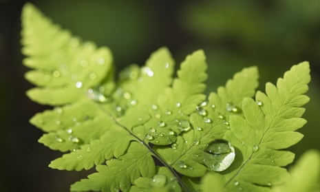 Does Watering Plants in the Sun Burn Them: Truth Revealed!