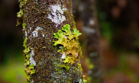 Close-up of lichen on a narrow, silvery tree branch