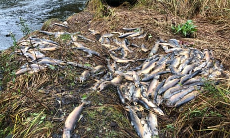 Thousands of salmon found dead as Canada drought dries out river ...