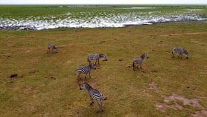 Zebras in Amboseli National Park, Nairobi, Kenya