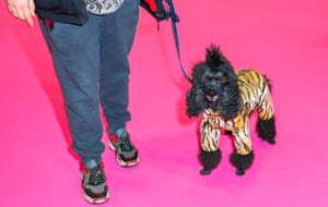 Poodle in tiger suit at Crufts dog show 2019