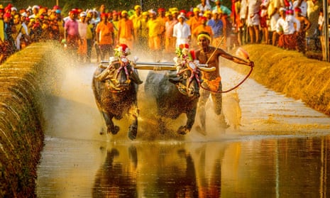 Srinivas Gowda buffalo racing