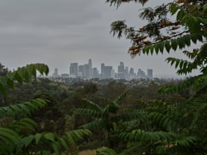 Los Angeles skyline looms in the distance past rows of tree leaves