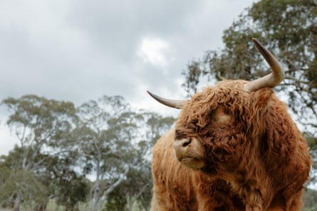 A Highland cattle
