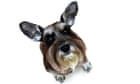 Should we stop keeping pets? Why more and more ethicists say yes