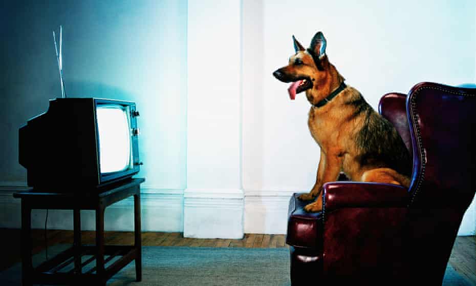 German Shepherd dog sitting on chair watching television