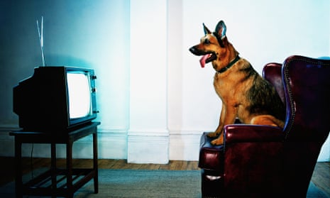 ‘Rosie, a German shepherd, finds herself wondering about her last litter.’ Photograph: Getty Images