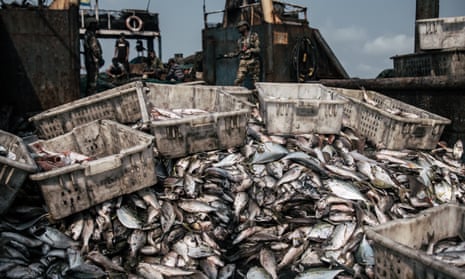 An illegal catch seized off Gabon, in west Africa.
