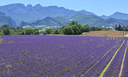 Lavender fields in the Drôme department, south-east France.