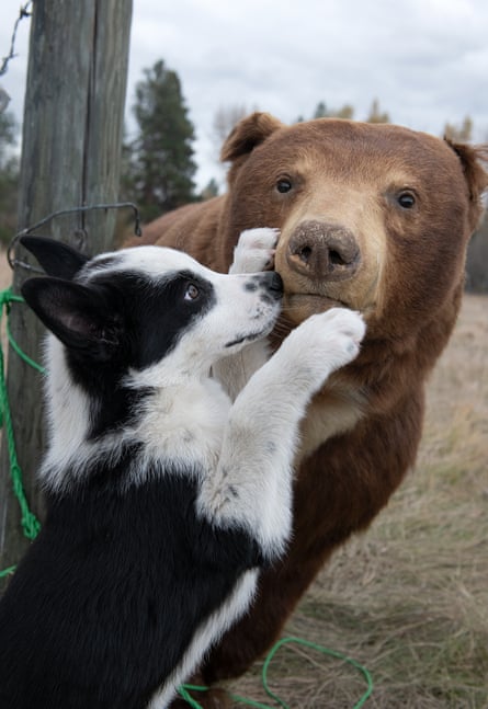 A bear dog puppy meets a stuffed bear.