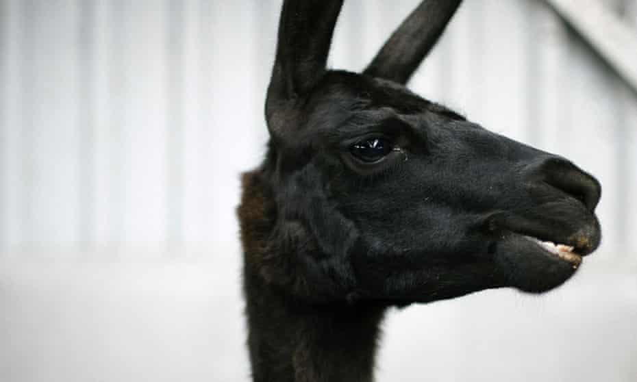 International researchers owe their findings to a llama named Winter, a four-year-old resident of Belgium. 