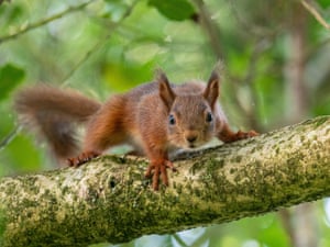 A conservation charity has launched an GBP8 million public appeal to buy an estate which could become a red squirrel superhighway. Woodland Trust Scotland hopes to raise the funds to purchase the 4,500-acre Couldoran Estate in Wester Ross, which neighbours its existing site at Ben Shieldaig. The two estates would be managed jointly and the charity wants to create a mosaic of habitats for creatures including pine martens, badgers, red squirrels, mountain hares, golden eagles and peregrines, while it is hoped wildcats may one day return.