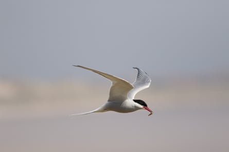 Seabird in flight with fish in beak