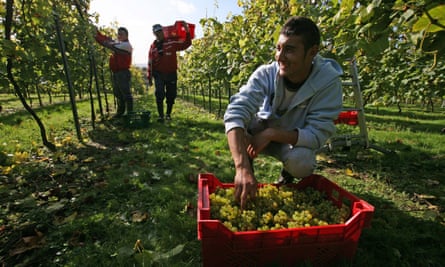 Migrant Romanian workers picking grapes in West Sussex