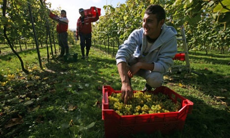 Romanians pick grapes