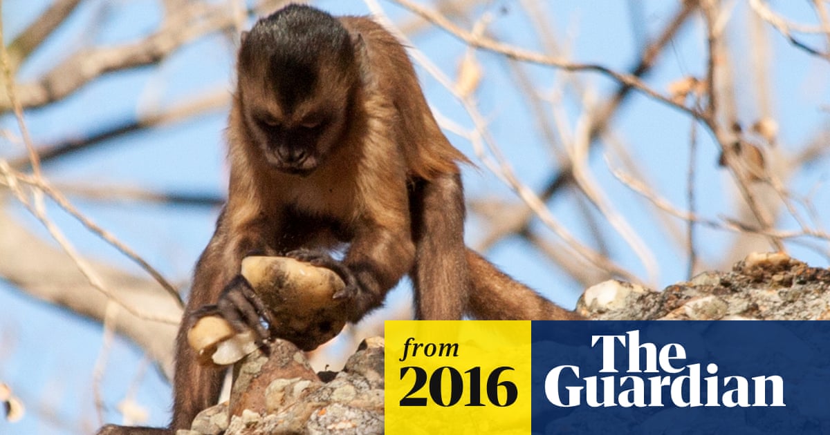 MONKEY AND HUMAN STONE TOOLS SHOW ASTONISHING PARALLELS