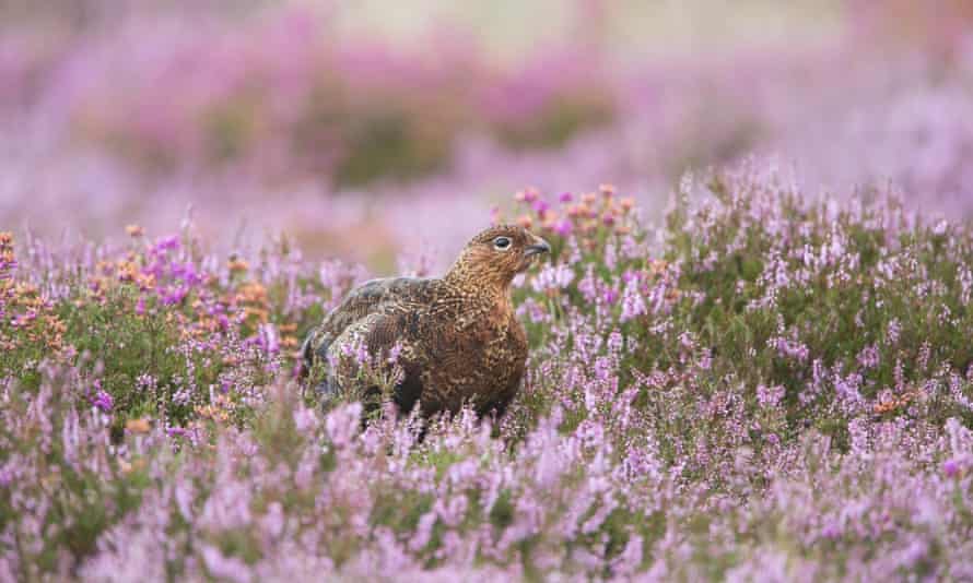 Grouse and heather