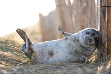 A young grey seal scratches against a post in the dunes at Horsey in Norfolk, as the pupping season draws to a close at one the UK’s most important sites for the mammals. Wardens from the Friends of Horsey Seals have done their final count and announced that 3,246 pups have been born this season
