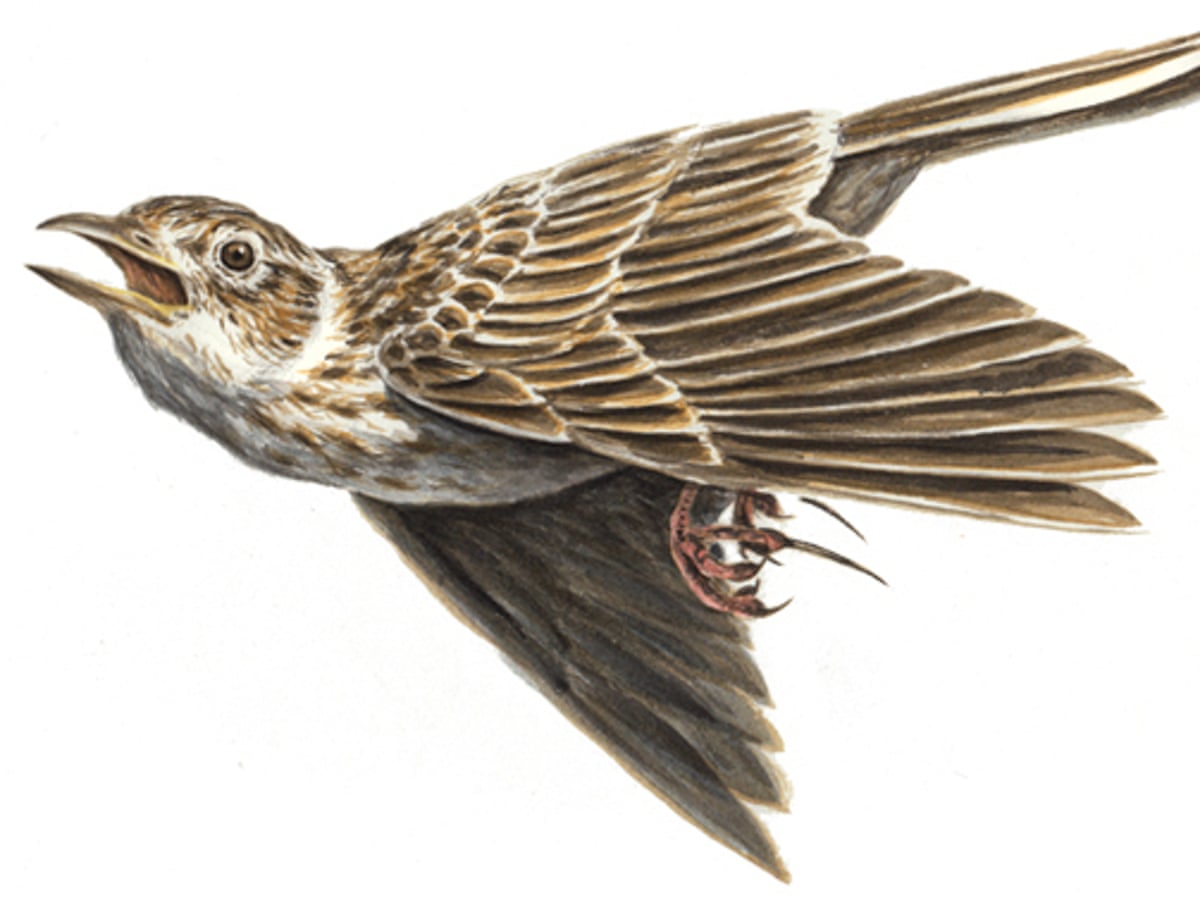 Skylarks Take To The Air With An Early Seasonal Warble Birdwatching The Guardian Skylarks Take To The Air With An Early Seasonal Warble Birdwatching The Guardian