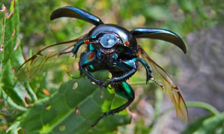 Beetle with opened wings on a leaf