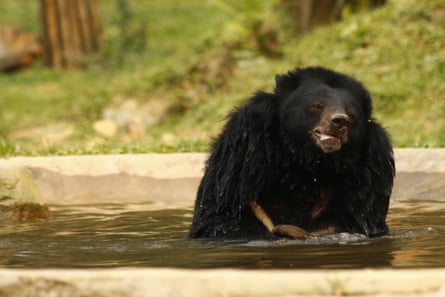 A bear enjoys a dip at a rescue centre in Vietnam.