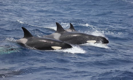 Bremer Bay Marine Park killer whales. ‘Such a meagre offering of ocean protection by a nation that prides itself on its ocean leadership comes at a time when global marine trends are worrying’